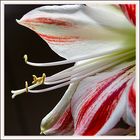 Amaryllis