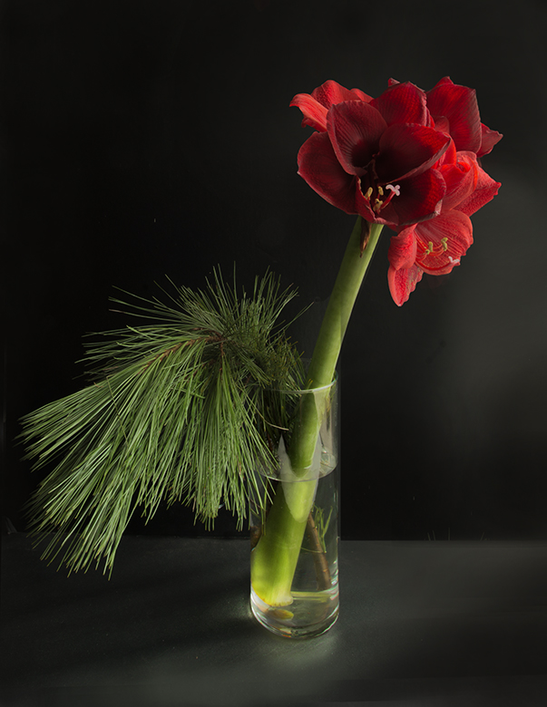 Amaryllis