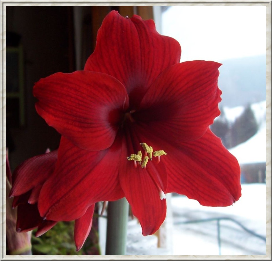 Amaryllis