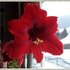 Amaryllis