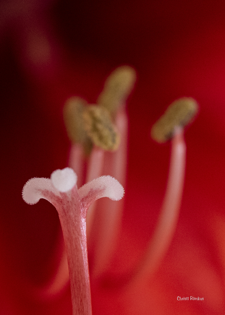 Amaryllis