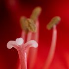 Amaryllis