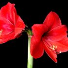 Amaryllis die 2.