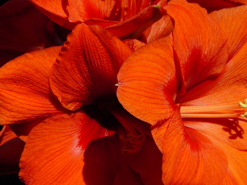 Amaryllis, die Farben des Winters