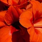 Amaryllis, die Farben des Winters