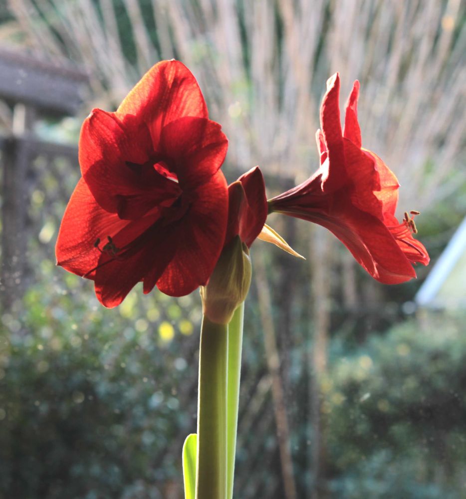 Amaryllis, die Stolze,