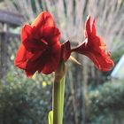 Amaryllis, die Stolze,