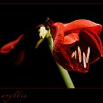 Amaryllis, die X-ste