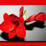 Amaryllis, du bist die Wintersonne