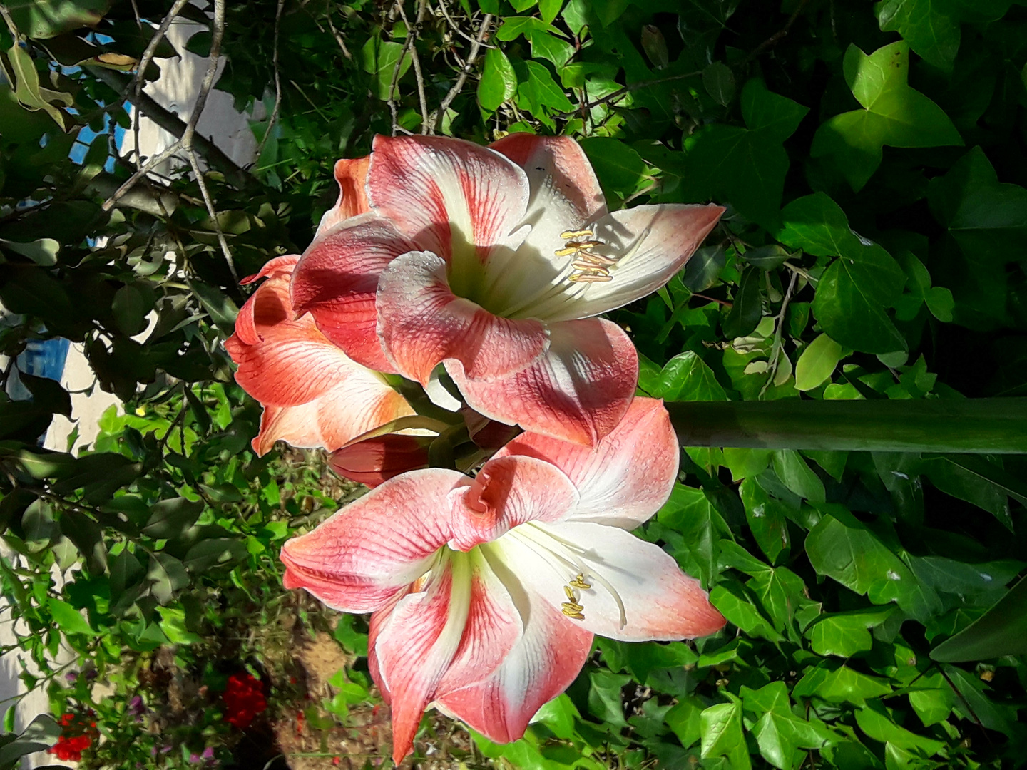 Amaryllis du jardin 