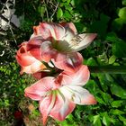 Amaryllis du jardin 