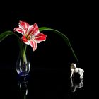 Amaryllis e cavallino bianco