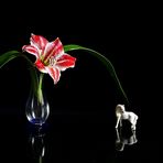 Amaryllis e cavallino bianco