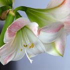 Amaryllis