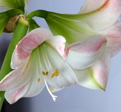 Amaryllis