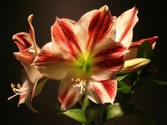 Amaryllis