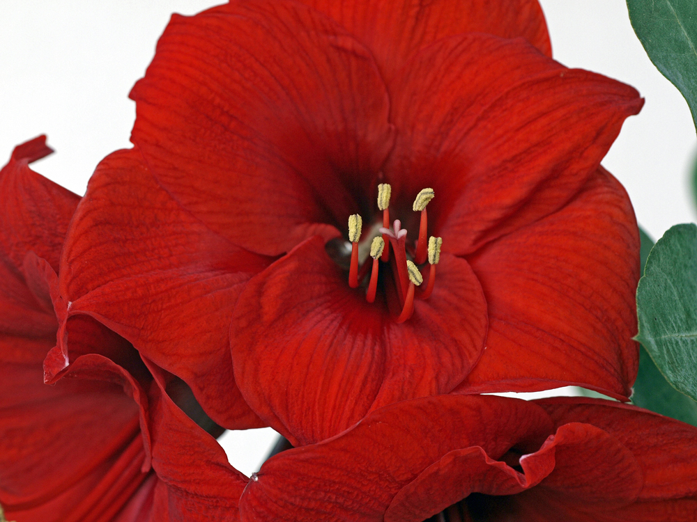 Amaryllis