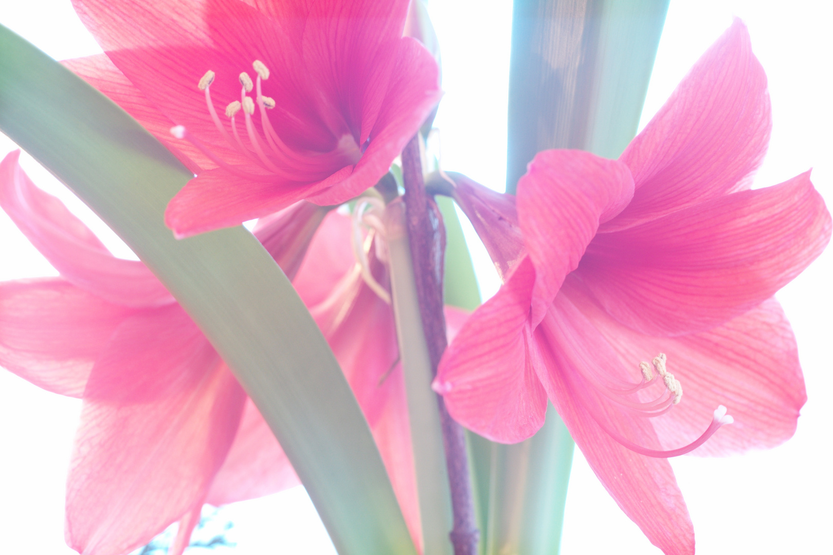 Amaryllis