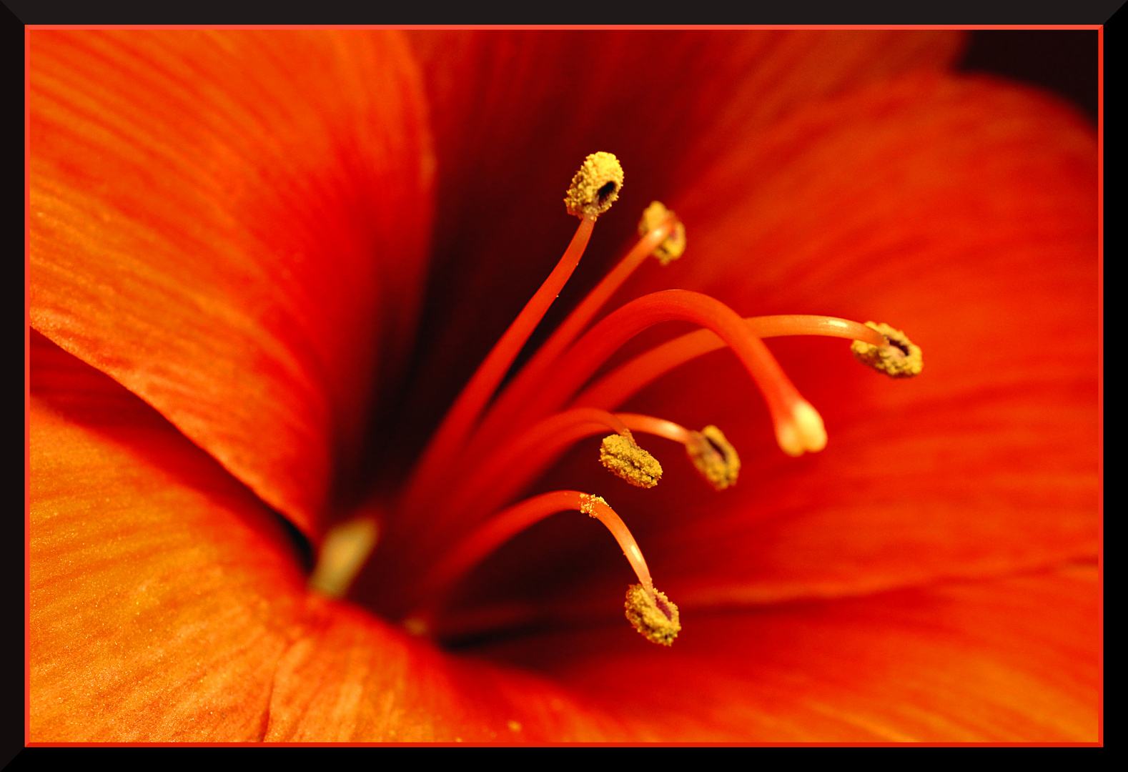 Amaryllis