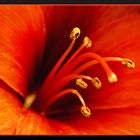 Amaryllis