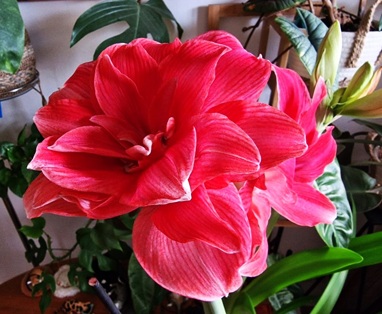 Amaryllis