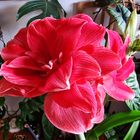 Amaryllis