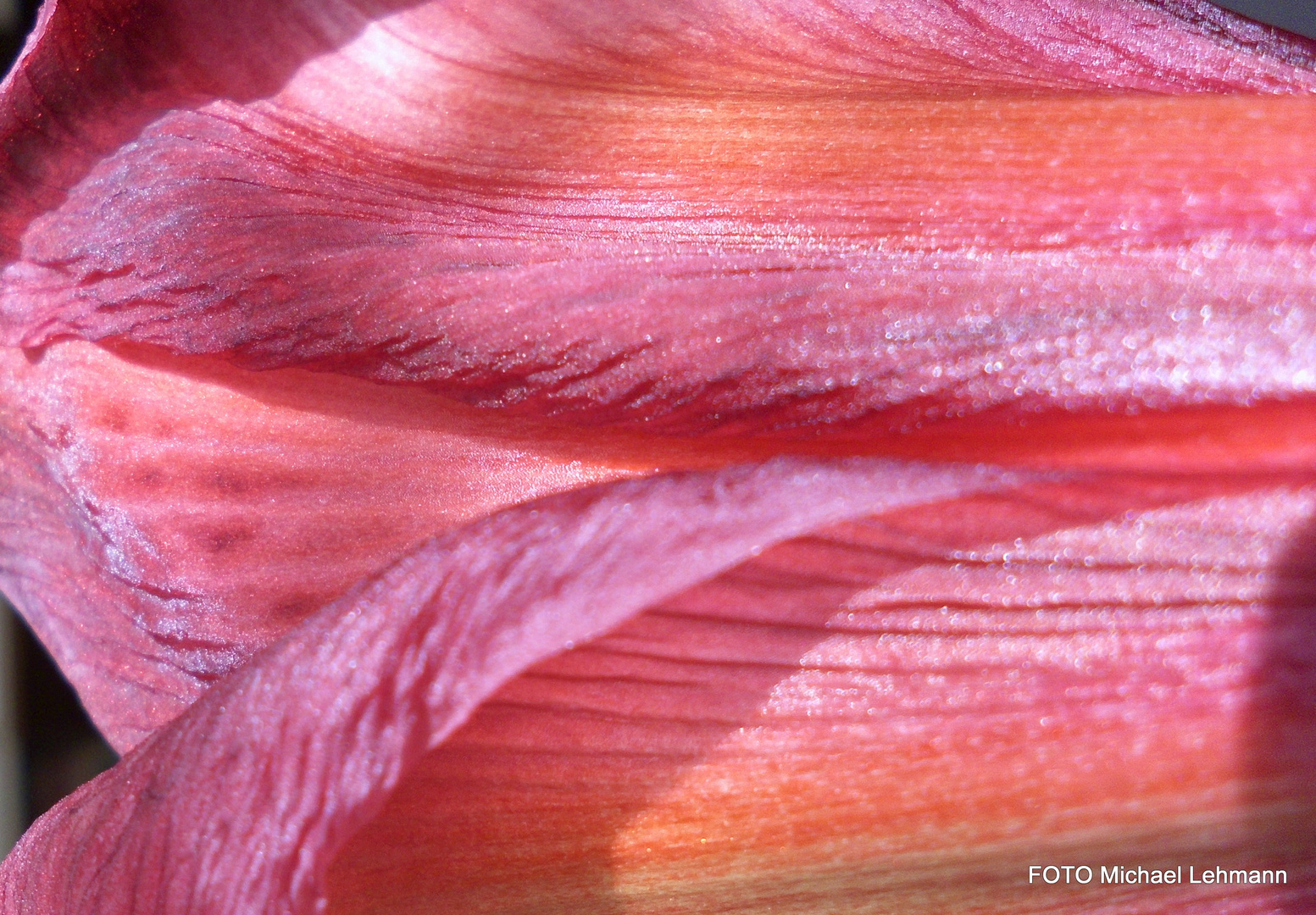 Amaryllis