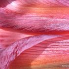 Amaryllis