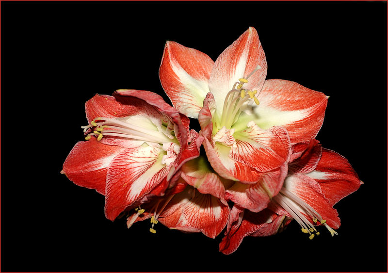 Amaryllis