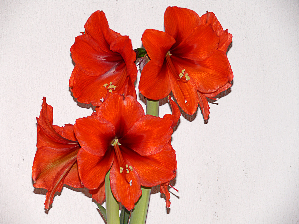 Amaryllis