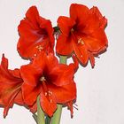 Amaryllis