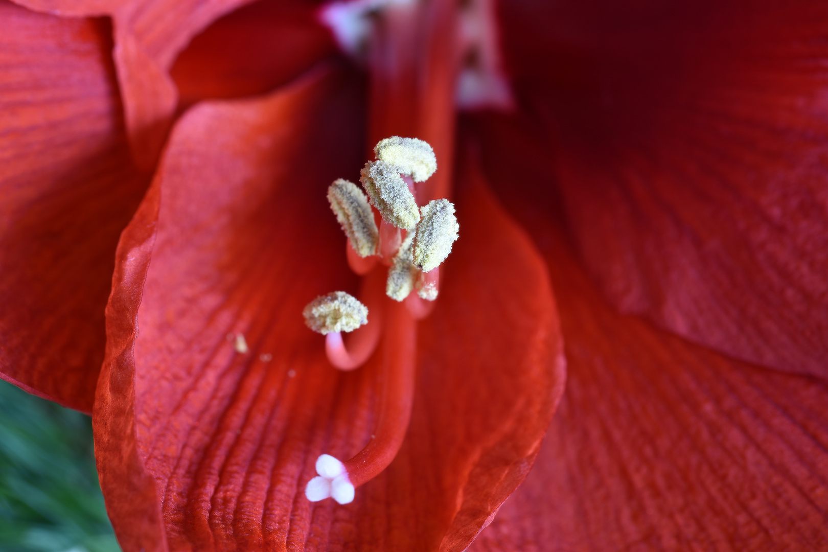 Amaryllis