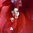 Amaryllis