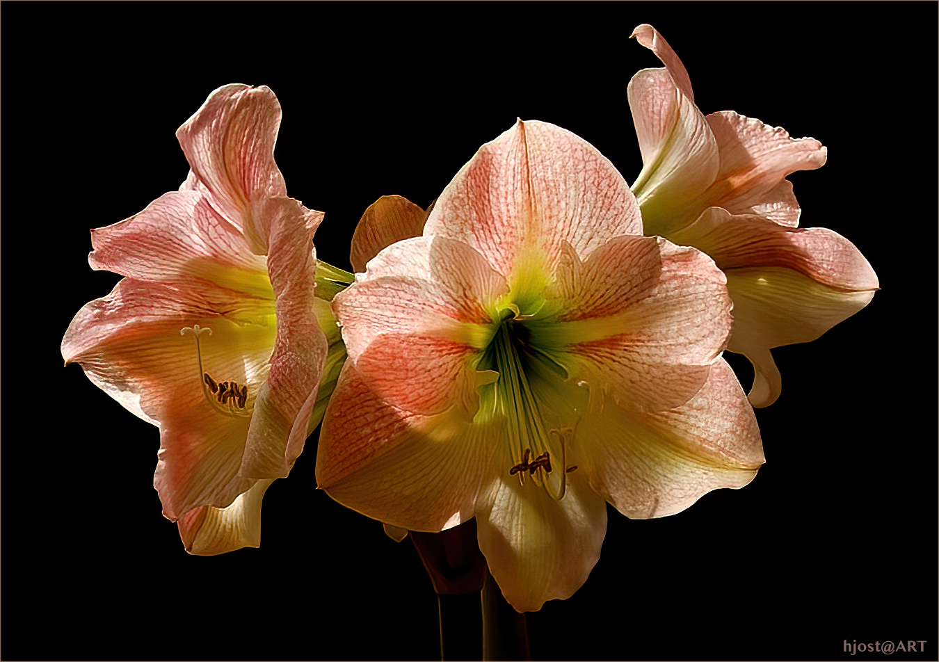 Amaryllis ...