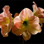 Amaryllis ...