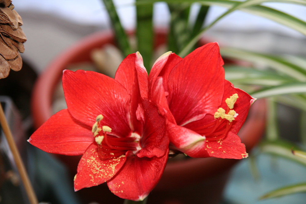 Amaryllis