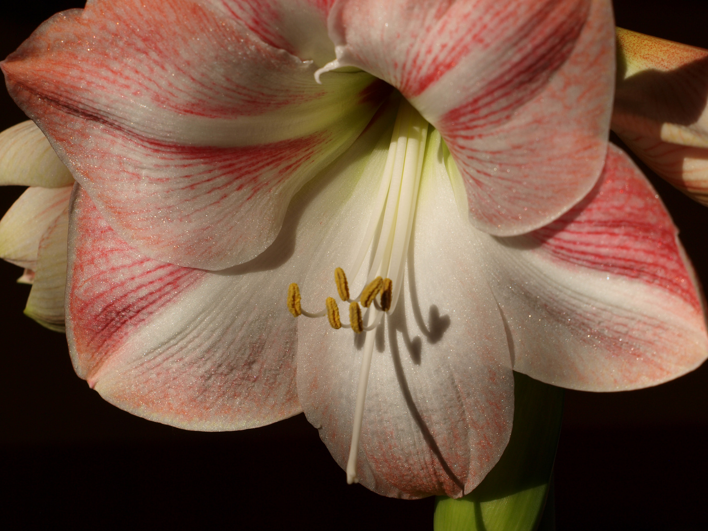 ***Amaryllis***