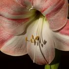 ***Amaryllis***