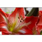 Amaryllis