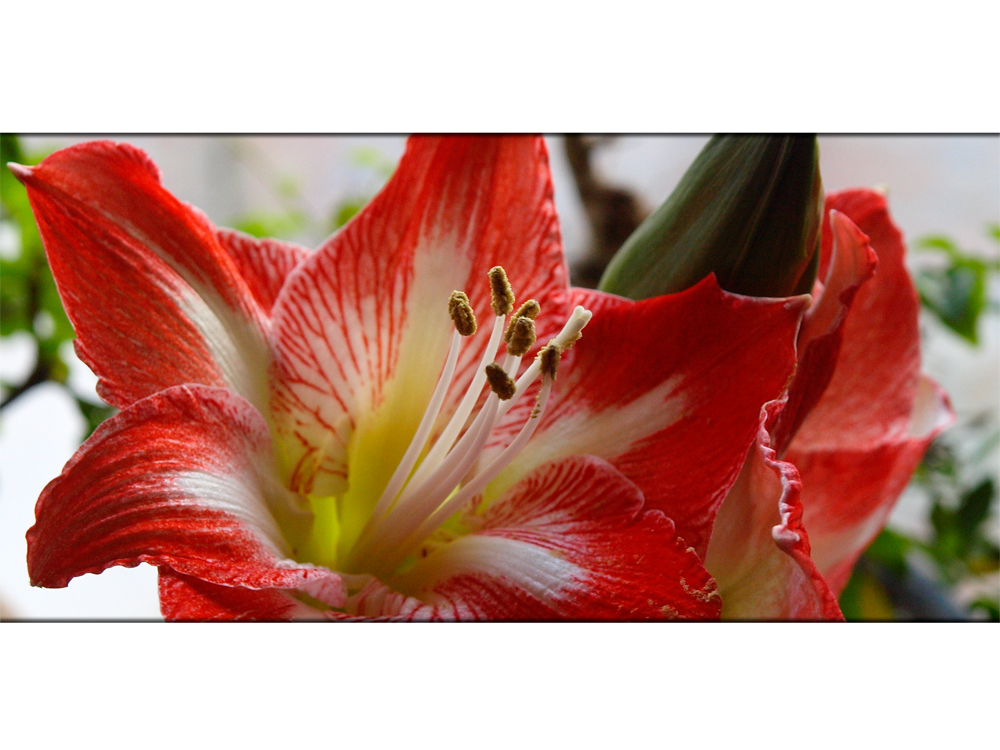 Amaryllis