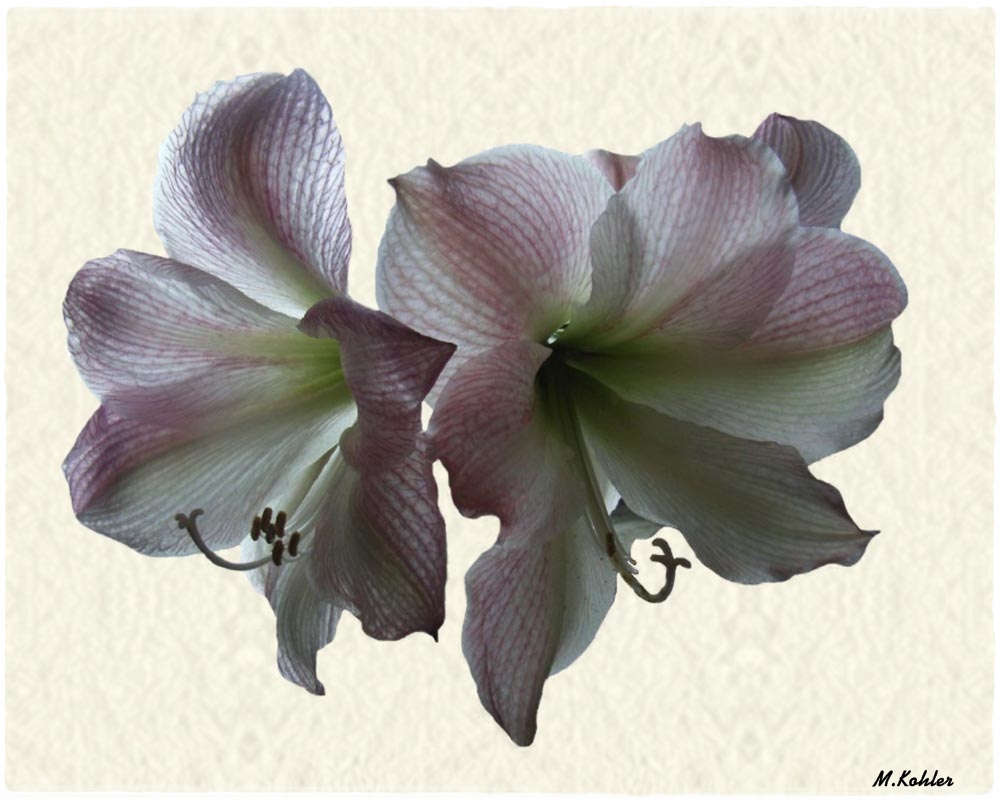 Amaryllis