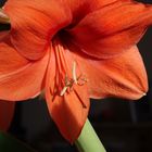 Amaryllis