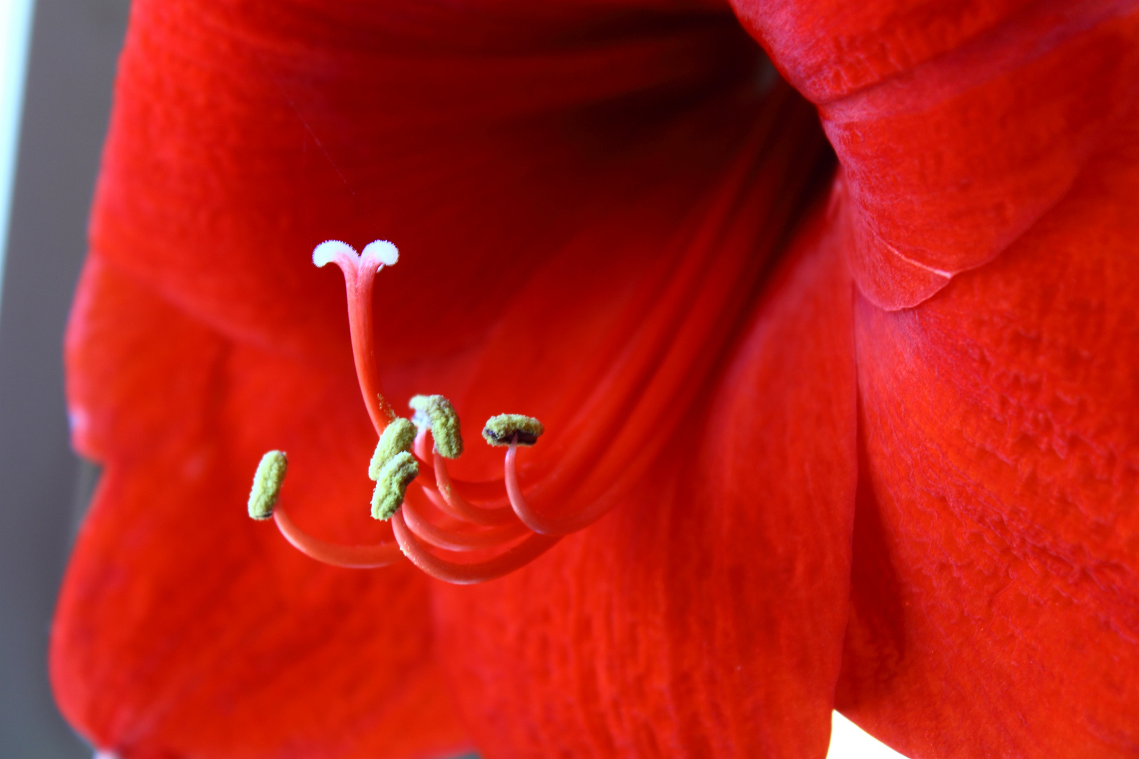 Amaryllis