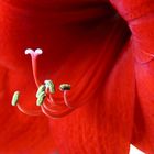 Amaryllis