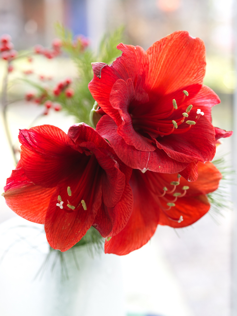 Amaryllis