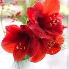 Amaryllis