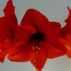 AMARYLLIS