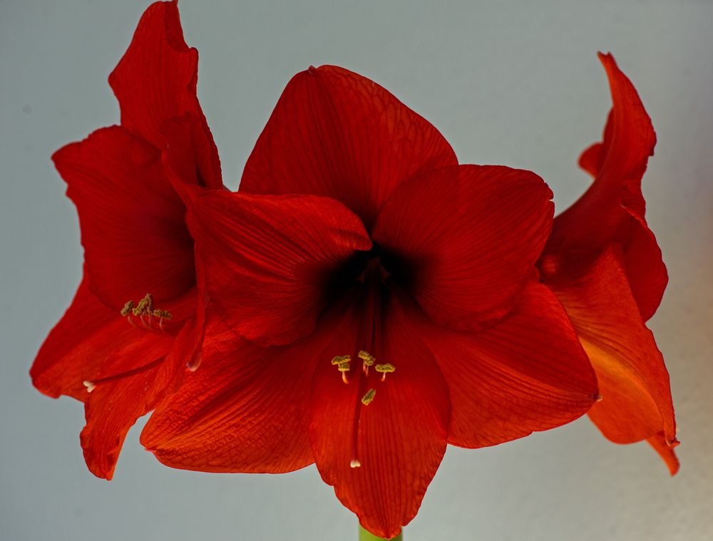 AMARYLLIS