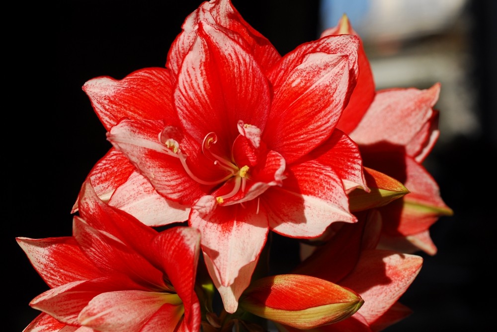 Amaryllis