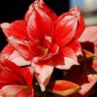 Amaryllis